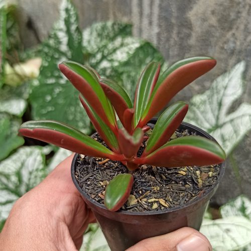 Peperomia Graveolens, real gallery image #11 plants. Picture taken directly from kaktus.id community Peperomia farmer green houses.