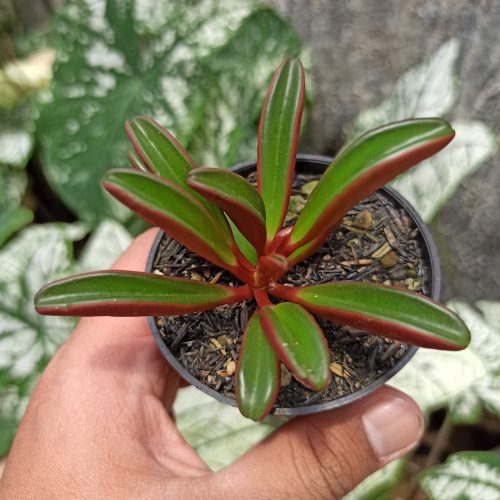 Peperomia Graveolens, real gallery image #2 plants. Picture taken directly from kaktus.id community Peperomia farmer green houses.