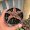 Aloe Christmas Carol, real feature image plant. Picture taken directly from kaktus.id community Aloe farmer green houses.