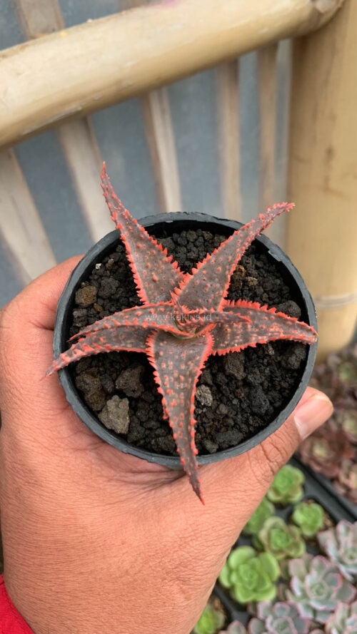 Aloe Christmas Carol, real gallery image #2 plants. Picture taken directly from kaktus.id community Aloe farmer green houses.