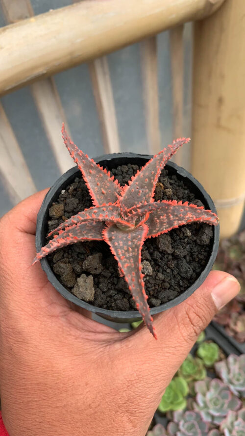 Aloe Christmas Carol, real gallery image #3 plants. Picture taken directly from kaktus.id community Aloe farmer green houses.