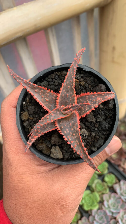 Aloe Christmas Carol, real gallery image #4 plants. Picture taken directly from kaktus.id community Aloe farmer green houses.