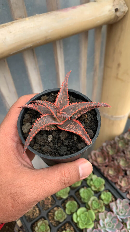 Aloe Christmas Carol, real gallery image #1 plants. Picture taken directly from kaktus.id community Aloe farmer green houses.