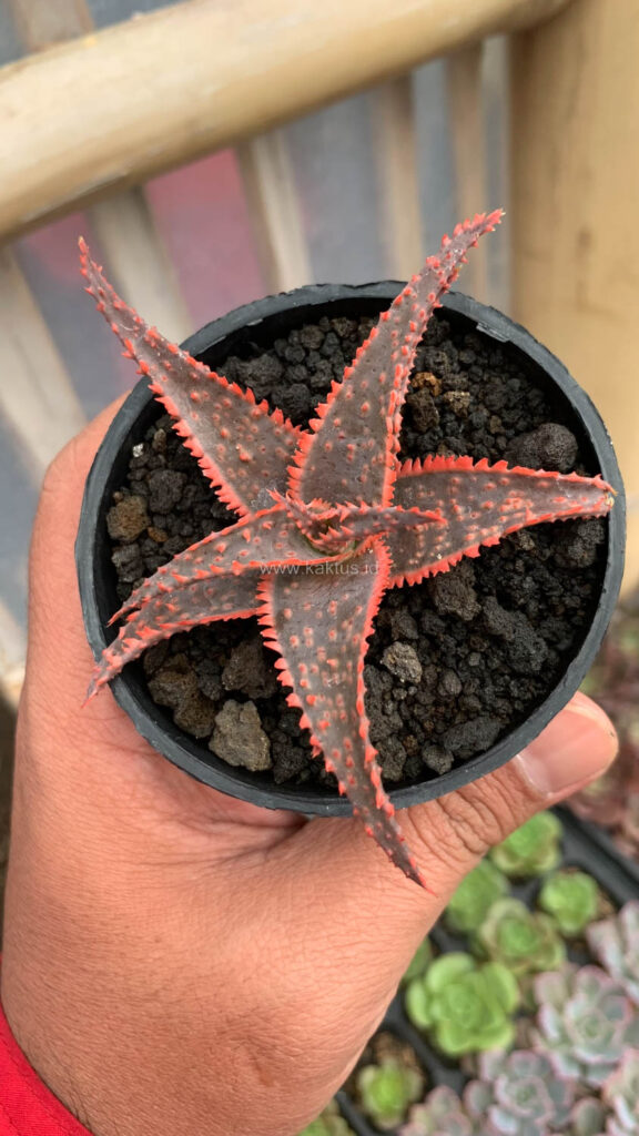 kaktus.id