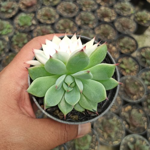 Echeveria Shimoyama Colorata Variegated / Echeveria Chihuahua Variegated, real gallery image #5 plants. Picture taken directly from kaktus.id community Echeveria farmer green houses.