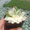 Echeveria Shimoyama Colorata Variegated / Echeveria Chihuahua Variegated, real gallery image #2 plants. Picture taken directly from kaktus.id community Echeveria farmer green houses.
