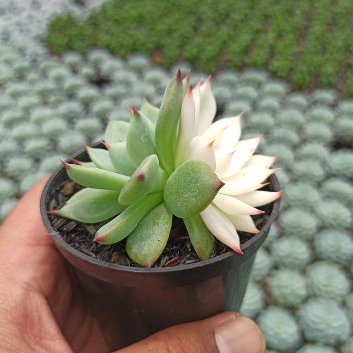 Echeveria Shimoyama Colorata Variegated / Echeveria Chihuahua Variegated, real gallery image #1 plants. Picture taken directly from kaktus.id community Echeveria farmer green houses.