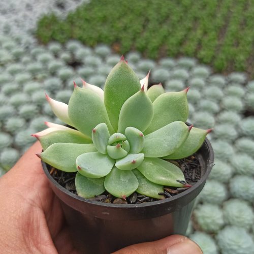 Echeveria Shimoyama Colorata Variegated / Echeveria Chihuahua Variegated, real gallery image #4 plants. Picture taken directly from kaktus.id community Echeveria farmer green houses.