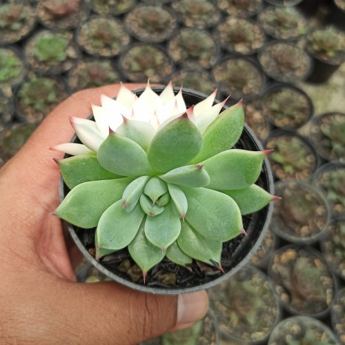Echeveria Shimoyama Colorata Variegated / Echeveria Chihuahua Variegated, real gallery image #3 plants. Picture taken directly from kaktus.id community Echeveria farmer green houses.