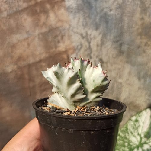 Euphorbia White Lactea Cristata, real gallery image #7 plants. Picture taken directly from kaktus.id community Euphorbia farmer green houses.