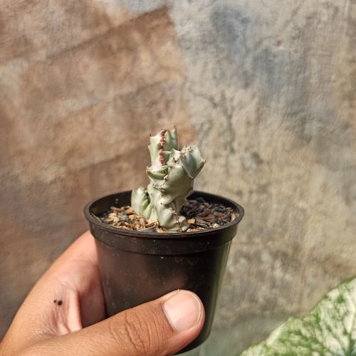 Euphorbia White Lactea Cristata, real gallery image #5 plants. Picture taken directly from kaktus.id community Euphorbia farmer green houses.
