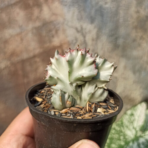 Euphorbia White Lactea Cristata, real gallery image #3 plants. Picture taken directly from kaktus.id community Euphorbia farmer green houses.