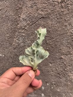 Euphorbia White Lactea Cristata, real gallery image #10 plants. Picture taken directly from kaktus.id community Euphorbia farmer green houses.