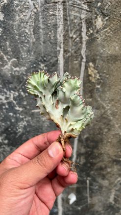 Euphorbia White Lactea Cristata, real gallery image #8 plants. Picture taken directly from kaktus.id community Euphorbia farmer green houses.