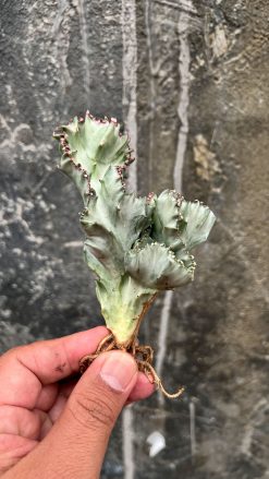 Euphorbia White Lactea Cristata, real gallery image #4 plants. Picture taken directly from kaktus.id community Euphorbia farmer green houses.