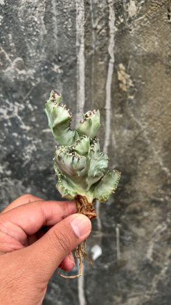 Euphorbia White Lactea Cristata, real gallery image #6 plants. Picture taken directly from kaktus.id community Euphorbia farmer green houses.