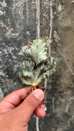 Euphorbia White Lactea Cristata, real gallery image #2 plants. Picture taken directly from kaktus.id community Euphorbia farmer green houses.