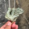 Euphorbia White Lactea Cristata, real feature image plant. Picture taken directly from kaktus.id community Euphorbia farmer green houses.