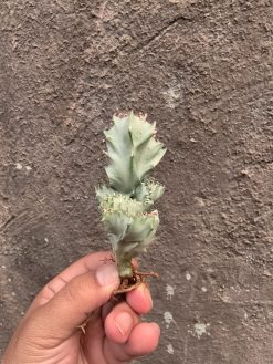 Euphorbia White Lactea Cristata, real gallery image #11 plants. Picture taken directly from kaktus.id community Euphorbia farmer green houses.