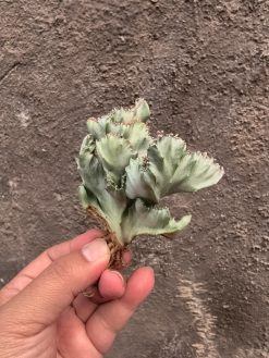 Euphorbia White Lactea Cristata, real gallery image #17 plants. Picture taken directly from kaktus.id community Euphorbia farmer green houses.