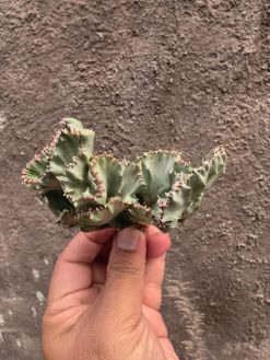 Euphorbia White Lactea Cristata, real gallery image #18 plants. Picture taken directly from kaktus.id community Euphorbia farmer green houses.