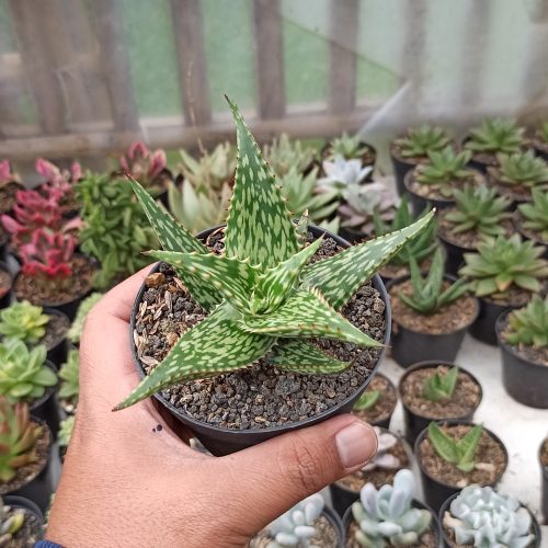 Aloe Somaliensis, real gallery image #2 plants. Picture taken directly from kaktus.id community Aloe farmer green houses.
