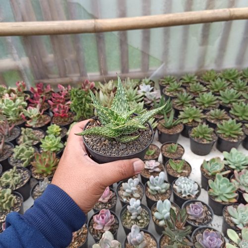 Aloe Somaliensis, real gallery image #5 plants. Picture taken directly from kaktus.id community Aloe farmer green houses.