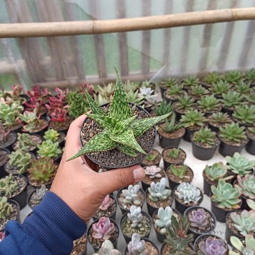 Aloe Somaliensis, real gallery image #4 plants. Picture taken directly from kaktus.id community Aloe farmer green houses.