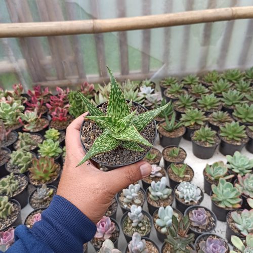 Aloe Somaliensis, real gallery image #3 plants. Picture taken directly from kaktus.id community Aloe farmer green houses.
