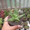 Aloe Somaliensis, real gallery image #1 plants. Picture taken directly from kaktus.id community Aloe farmer green houses.