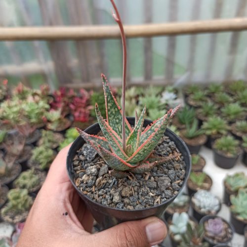 Aloe CV. Vito, real gallery image #4 plants. Picture taken directly from kaktus.id community Aloe farmer green houses.