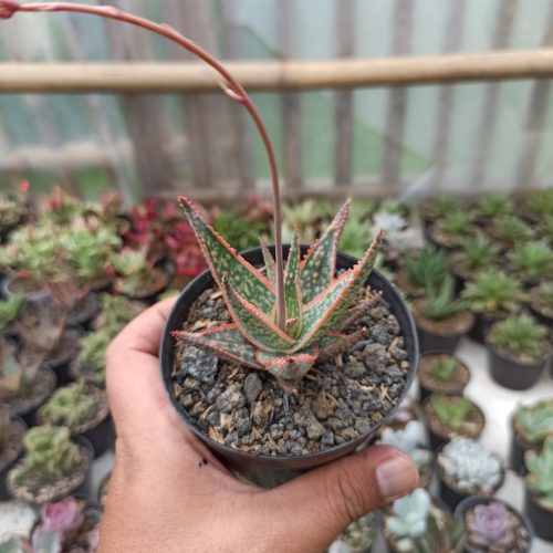 Aloe CV. Vito, real gallery image #2 plants. Picture taken directly from kaktus.id community Aloe farmer green houses.