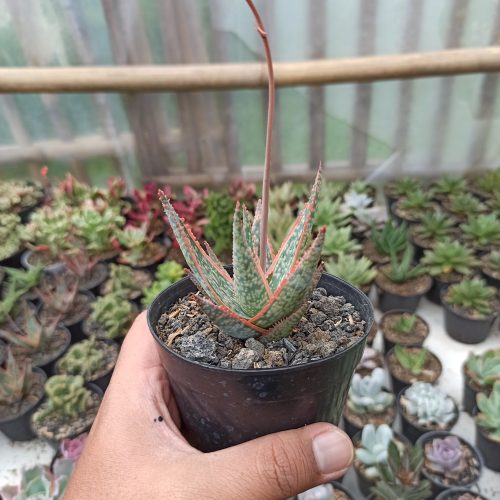 Aloe CV. Vito, real gallery image #3 plants. Picture taken directly from kaktus.id community Aloe farmer green houses.