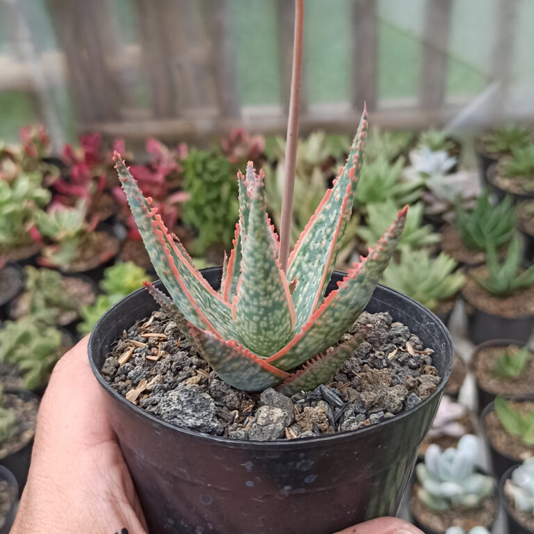 359. Aloe CV. Vito ( Appendix II – Special Permit Needed* )