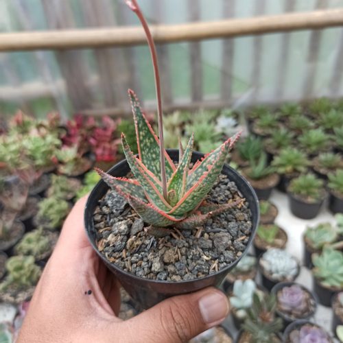 Aloe CV. Vito, real gallery image #5 plants. Picture taken directly from kaktus.id community Aloe farmer green houses.