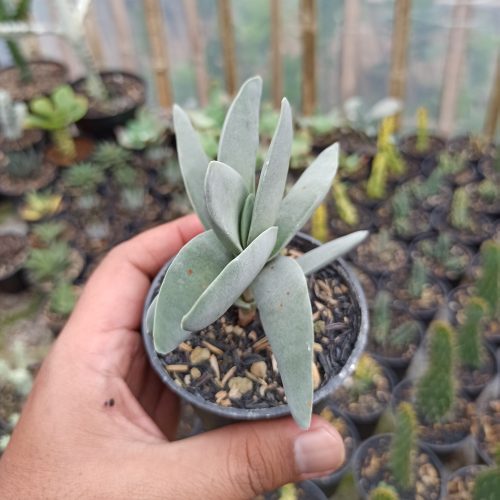 Crassula falcata 'Propeller Plants', real gallery image #1 plants. Picture taken directly from kaktus.id community Crassula farmer green houses.