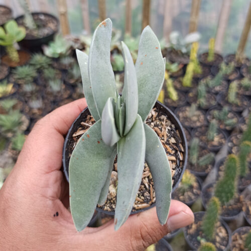 Crassula falcata 'Propeller Plants', real gallery image #3 plants. Picture taken directly from kaktus.id community Crassula farmer green houses.