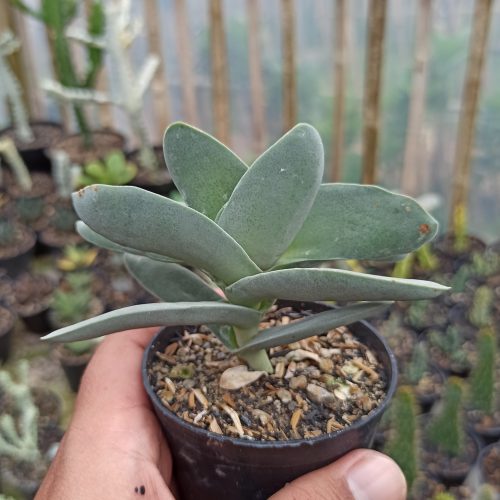 Crassula falcata 'Propeller Plants', real gallery image #5 plants. Picture taken directly from kaktus.id community Crassula farmer green houses.
