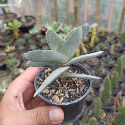 Crassula falcata 'Propeller Plants', real gallery image #2 plants. Picture taken directly from kaktus.id community Crassula farmer green houses.