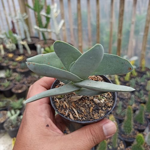 Crassula falcata 'Propeller Plants', real gallery image #4 plants. Picture taken directly from kaktus.id community Crassula farmer green houses.