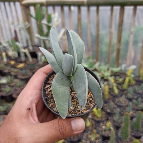 Crassula falcata 'Propeller Plants', real gallery image #6 plants. Picture taken directly from kaktus.id community Crassula farmer green houses.