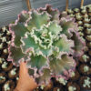 Echeveria Giant Blue, real gallery image #2 plants. Picture taken directly from kaktus.id community Echeveria farmer green houses.