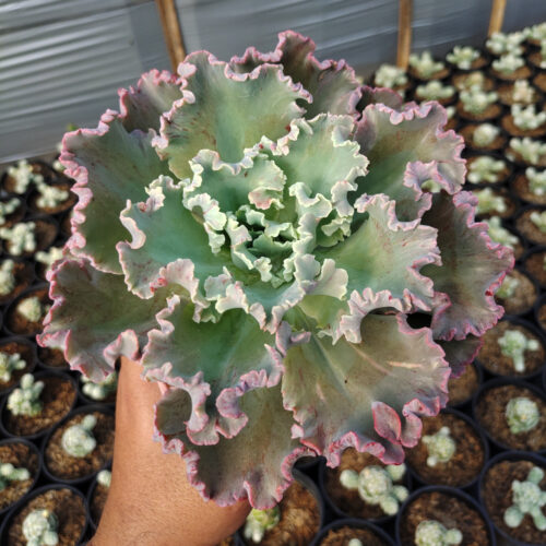 Echeveria Giant Blue, real gallery image #3 plants. Picture taken directly from kaktus.id community Echeveria farmer green houses.