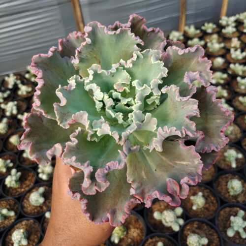 Echeveria Giant Blue, real gallery image #4 plants. Picture taken directly from kaktus.id community Echeveria farmer green houses.