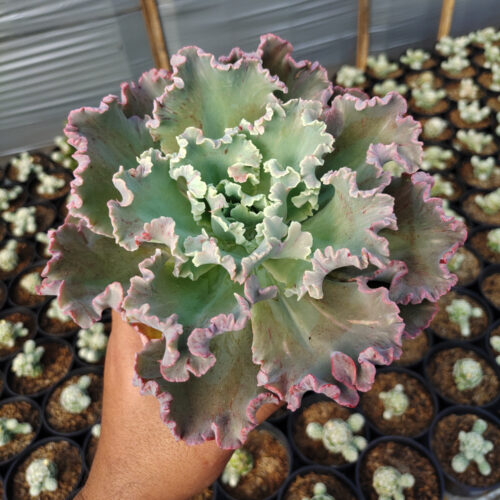 Echeveria Giant Blue, real gallery image #5 plants. Picture taken directly from kaktus.id community Echeveria farmer green houses.