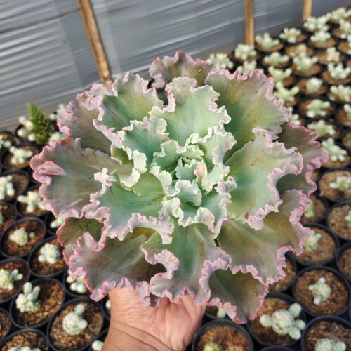 Echeveria Giant Blue, real gallery image #6 plants. Picture taken directly from kaktus.id community Echeveria farmer green houses.