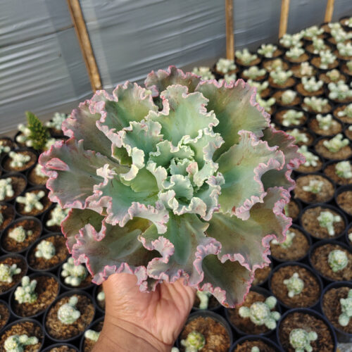 Echeveria Giant Blue, real gallery image #1 plants. Picture taken directly from kaktus.id community Echeveria farmer green houses.