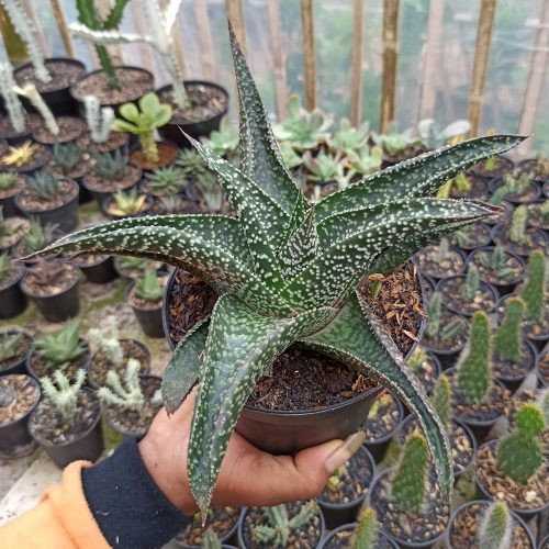 Gasteraloe Edward Hummel ( Gasteria X Aloe ) Size 20 Cm, real gallery image #1 plants. Picture taken directly from kaktus.id community Gasteraloe farmer green houses.