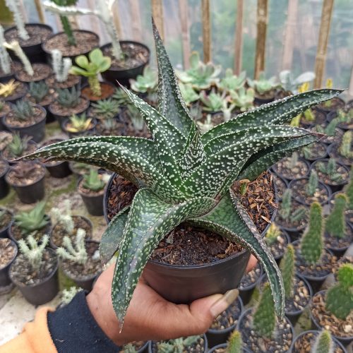 Gasteraloe Edward Hummel ( Gasteria X Aloe ) Size 20 Cm, real gallery image #4 plants. Picture taken directly from kaktus.id community Gasteraloe farmer green houses.