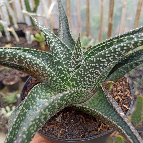 Gasteraloe Edward Hummel ( Gasteria X Aloe ) Size 20 Cm, real gallery image #3 plants. Picture taken directly from kaktus.id community Gasteraloe farmer green houses.